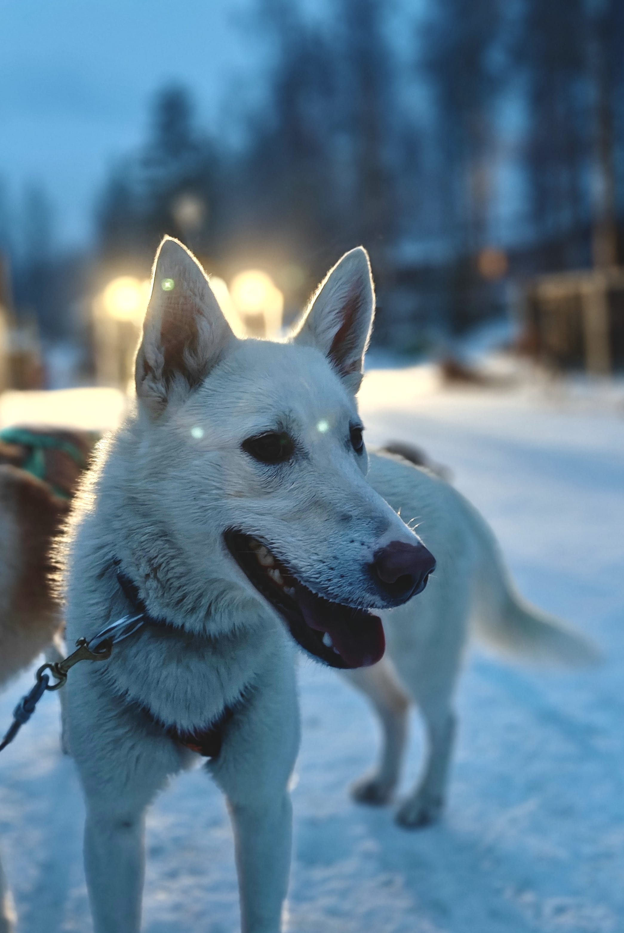 Huskies resting after the safari — Huskies relaxing in the snow after a winter safari.