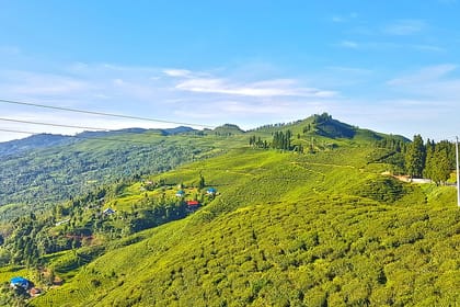 3-Days Eastern Paradise Ilam Tour from Kathmandu