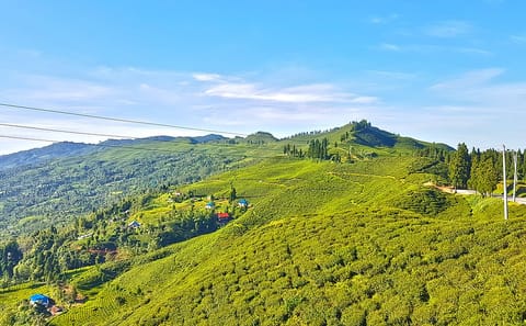 3-Day Nature and Sightseeing Tour to Ilam from Kathmandu