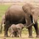 Elephant with Calf at the Aberdare National Park