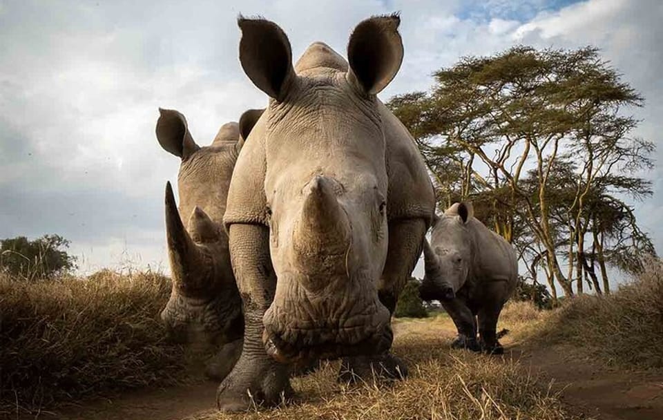 4 Days Ol Pejeta and Samburu National Reserve Safari on 4×4 Jeep