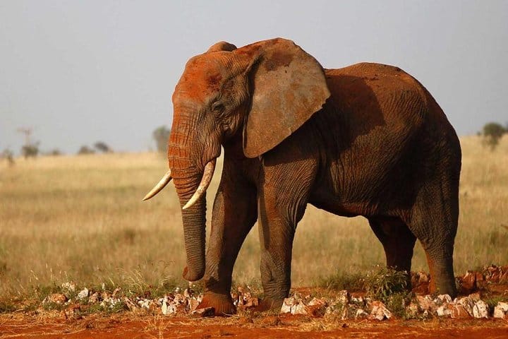 Tsavo west red elephants