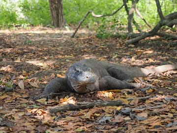 Komodo Dragon
