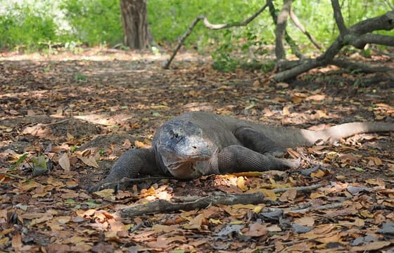 Labuan Bajo – Komodo multi day tour Using Luxury Pinishi Boat