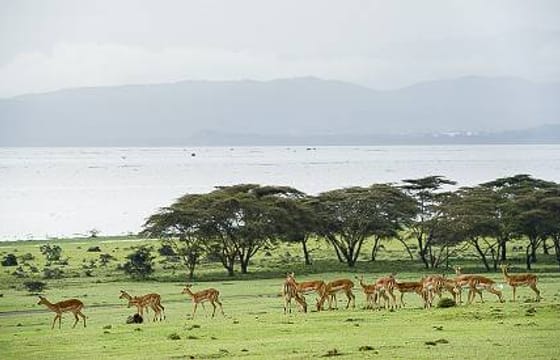 8-Day African Safari Tour to Kenya Spectacular Wildlife Parks & Reserves