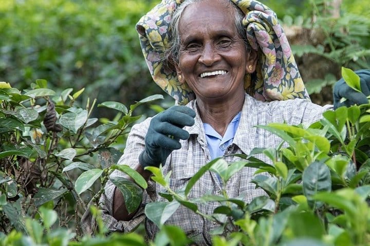 8 Days Guided Cultural Small Group Tour of Sri Lanka