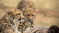 5 Days Masai Mara luxury Safari 1