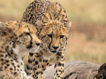 5 Days Masai Mara luxury Safari