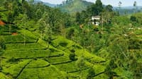 Day Trip to Horton Plains and Tea Estate in Nuwara Eliya  5