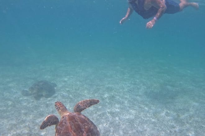 Santuario de tortugas Akumal Snorkel Experiencia marina