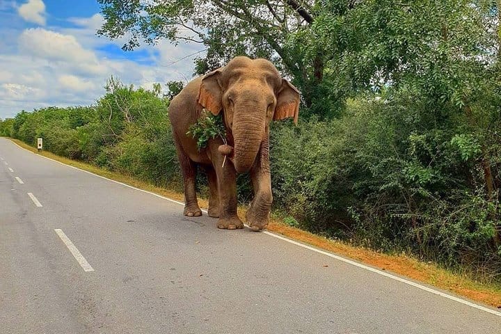 4 Days Tour to Kandy, Sigiriya & Nuwara Eliya