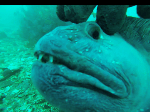 Freedive foodhunt , photo 4