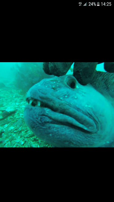 Freedive Foodhunt	 photo 4