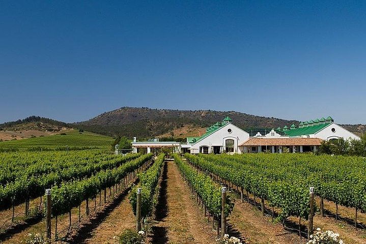Half Day Trip to Casas del Bosque Vineyard from Santiago - Wine Tasting Included