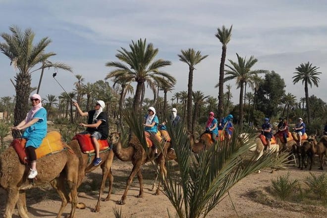 Camel Ride in the Palm Grove 2