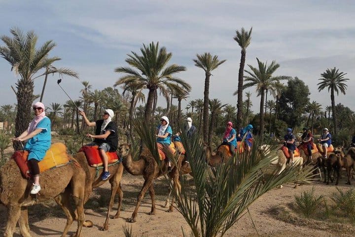Camel Ride in the Palm Grove 2