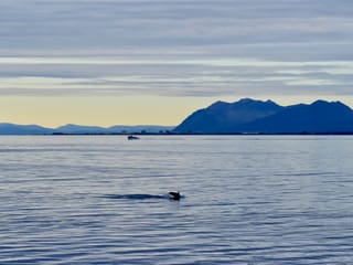 Reykjavík Classic Whales in the Midnight Sun, photo 21