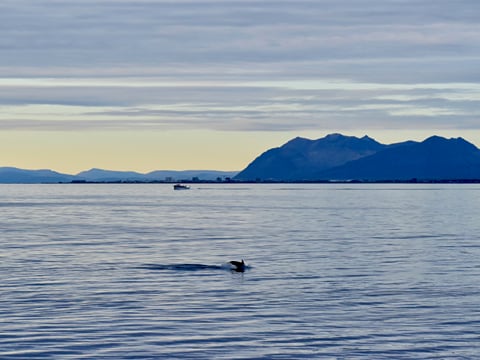 Reykjavík Classic Whales in the Midnight Sun, photo 21