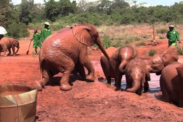 Private Full-Day Tour of Giraffe Center and Elephant Orphanage in Nairobi