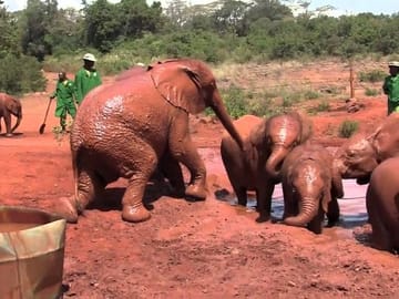 Private Full-Day Tour of Giraffe Center and Elephant Orphanage in Nairobi