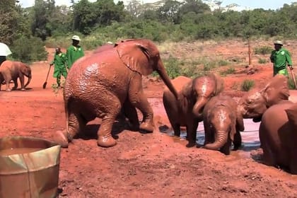 Private Full-Day Guided Tour: Giraffe Center and Elephant Orphanage