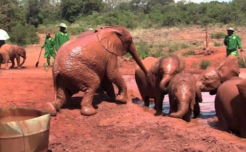 Private Full-Day Tour of Giraffe Center and Elephant Orphanage in Nairobi