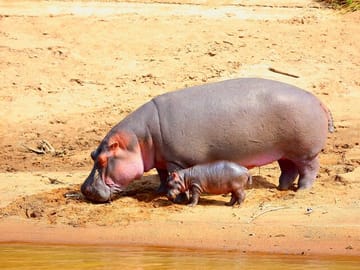 12 Day, 11 Nights - Best Kenya Safari