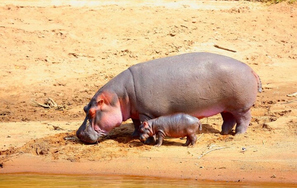 12 Day and 11 Nights Best Kenya Safari