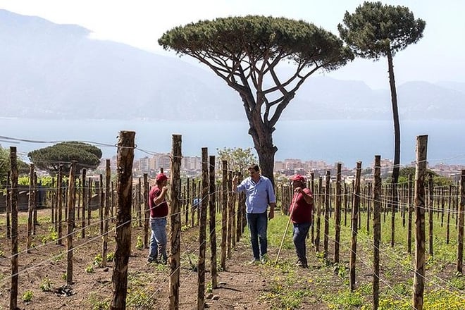 Vesuvius Organic Wine Tasting and Lunch, Transfer from Pompeii - Photo 5