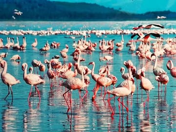 Flamingoes in the Lake nakuru park