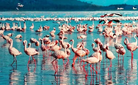6 Days and 5 Nights Guided Safari Tour in a Land Cruiser