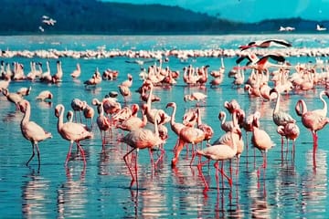 6 Days and 5 Nights Guided Safari Tour in a Land Cruiser