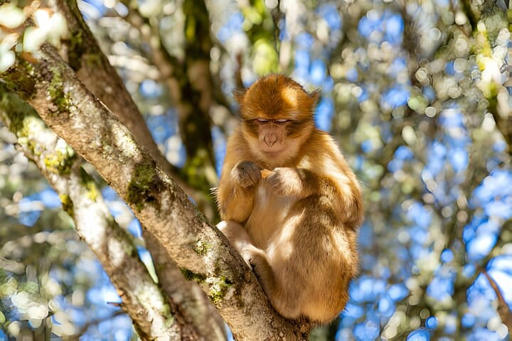 Private Full Day Tour Ouzoud Waterfalls from Marrakech