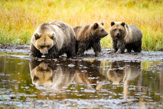 Arctic Animals Immersion