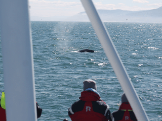 Húsavík: Small-Family Run, Responsible Whale Watching, photo 23