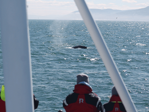 Húsavík: Whale Watching Tour with Heated Indoor Seating, photo 23
