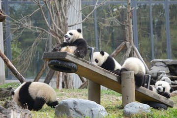 Private Day Tour to Wolong Panda Base from Chengdu