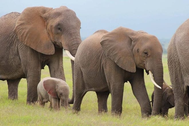 6-Day Group Joining Safari- Nairobi, Nakuru, Naivasha & Amboseli photo 4