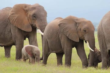 6-Day Safari Adventure in Nairobi, Nakuru, Naivasha, and Amboseli
