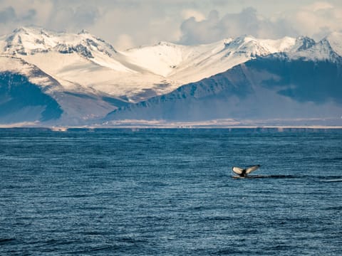 Whale Watching & Lava Show, photo 5