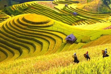5-Day Private Tour of Ha Giang and Hoang Su Phi from Hanoi
