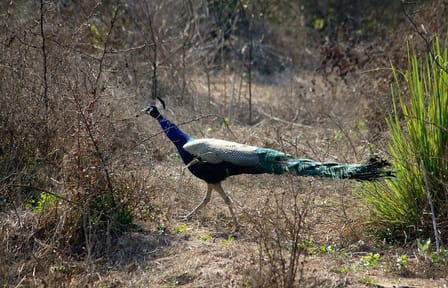 Day Tour from Jaipur Bird Watching in Keoladeo National Park (Bharatpur)