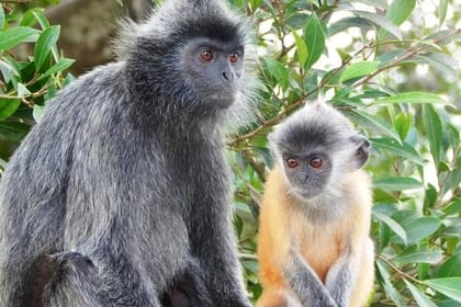 Fireflies and Blue Tears Nature Tour in Kuala Selangor