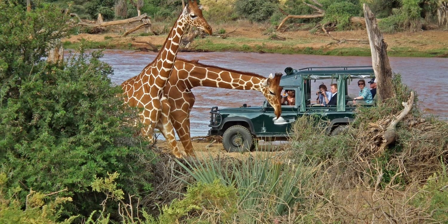 Reticulated-giraffe-samburu-special-five-luxury-safari