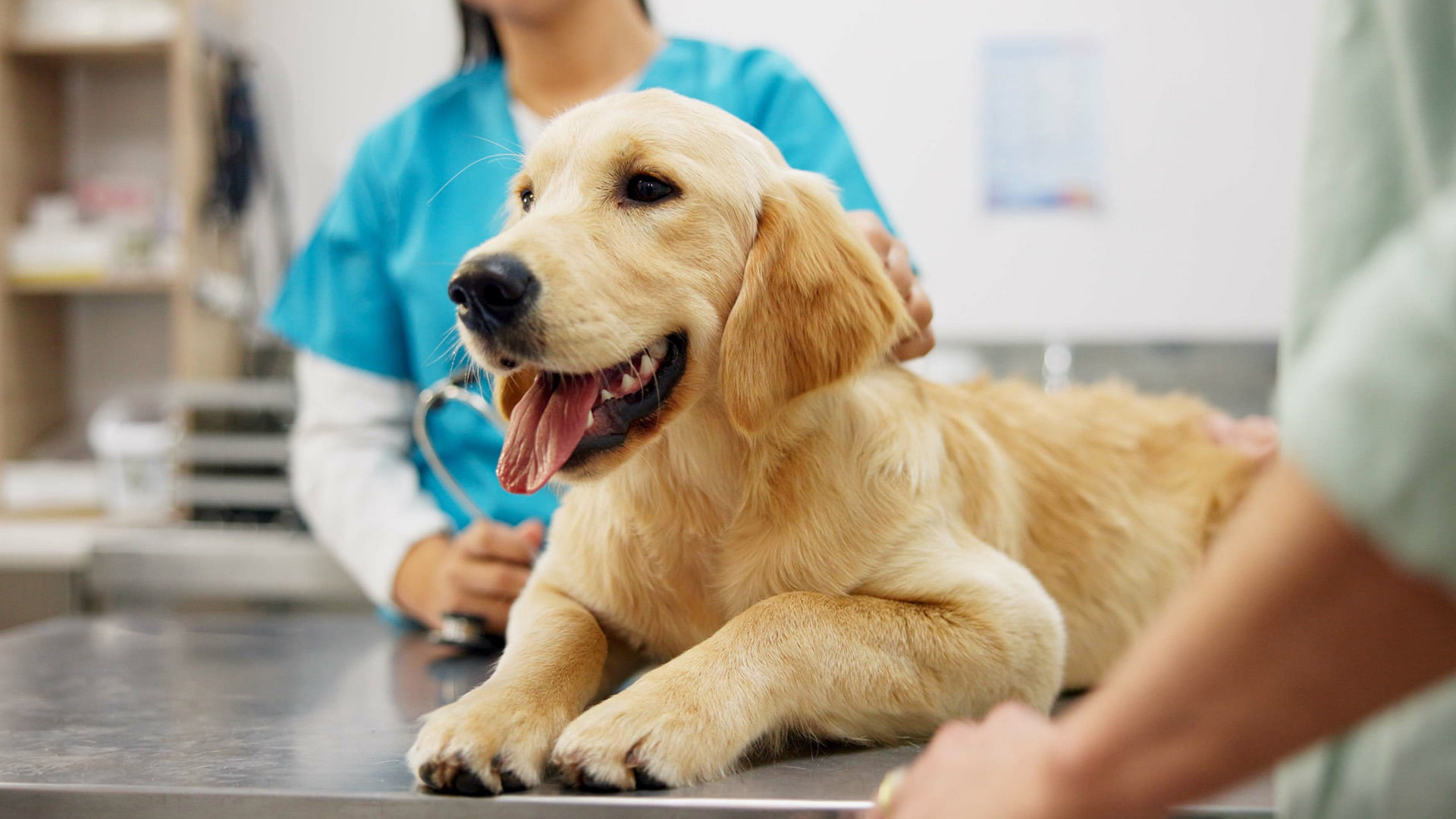 A golden retriever rests on an examination table with its mouth open as veterinary staff tend to it at Abu Dhabi Falcon Hospital.
