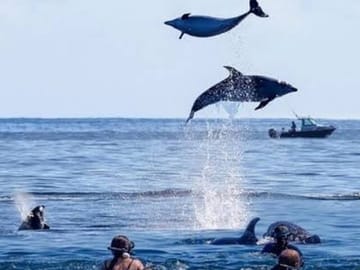 Swim with Dolphins and Turtles in Nungwi, Tanzania