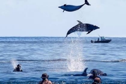 Zanzibar Swim with Dolphins and Turtles Visit at the Aquarium