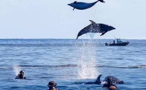 Swim with Dolphins and Turtles in Nungwi, Tanzania