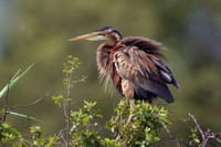Victoria Falls: Birdwatching Adventure 2