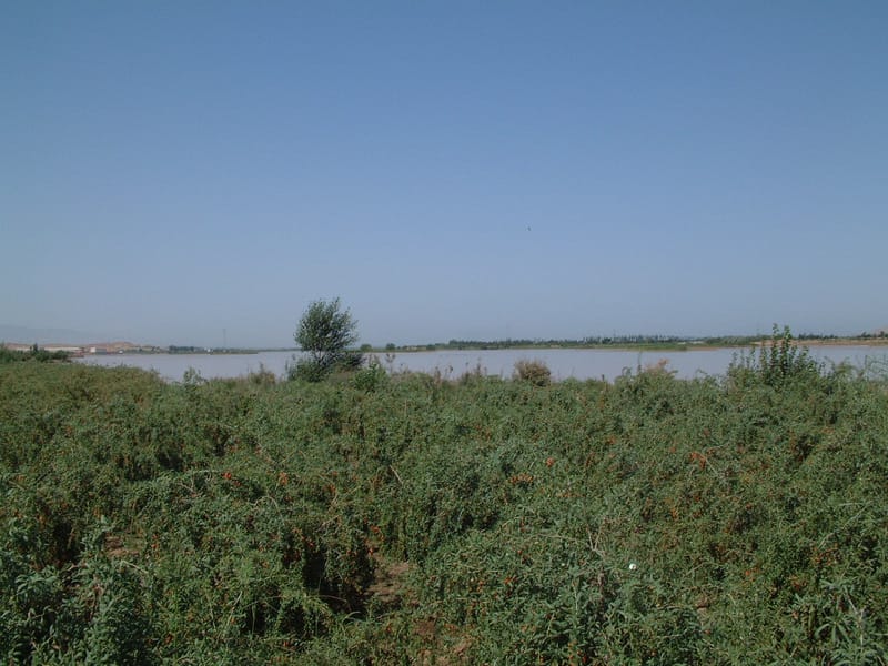 Zhongwei: Shapotou Desert & Yellow River Private Day Tour